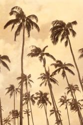 Palm Vista IV | Obraz na stenu