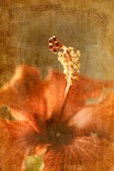 Hibiscus 2 | Obraz na stenu