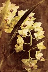 Orchid | Obraz na stenu
