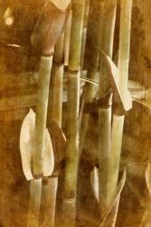 Bamboo | Obraz na stenu