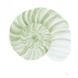 Green Seashells | Obraz na stenu