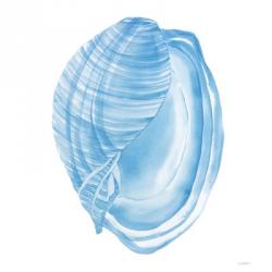 Blue Seashells | Obraz na stenu