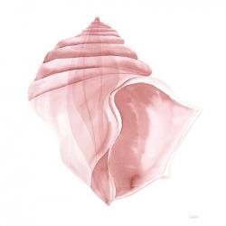 Pink Seashells | Obraz na stenu