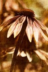 Echinacea II | Obraz na stenu