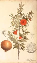 Pomegranate Botanical | Obraz na stenu