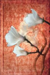 China, Magnolia Blossoms | Obraz na stenu