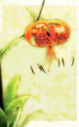 Tiger Lily | Obraz na stenu
