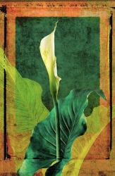 Calla Lily | Obraz na stenu