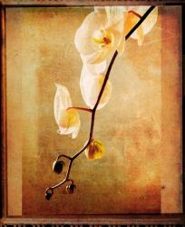 Orchid #3 | Obraz na stenu
