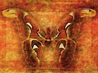 Attacus Atlas Moth | Obraz na stenu