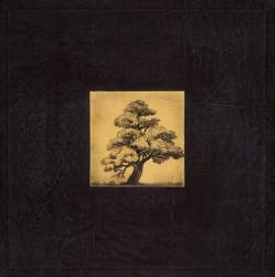 Bonsai Sacred Tree | Obraz na stenu