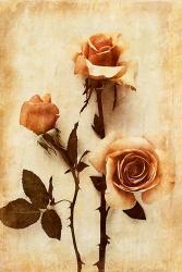 Orange Rose I | Obraz na stenu