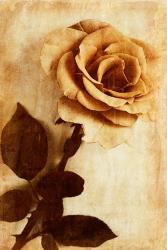 Orange Rose III | Obraz na stenu