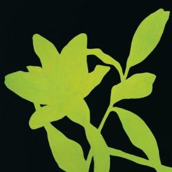 Fiore Verde | Obraz na stenu