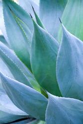 Agave I | Obraz na stenu