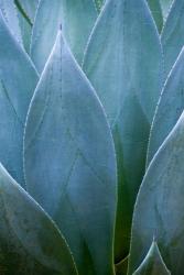 Agave V | Obraz na stenu