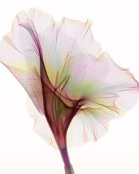 Gladiolus | Obraz na stenu