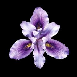 Bearded Iris | Obraz na stenu