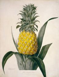 The Queen Pineapple | Obraz na stenu
