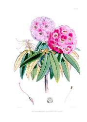 Rhodedendrum Campbelliae | Obraz na stenu