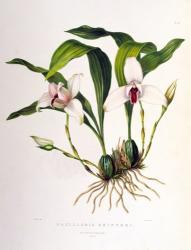 Maxillaria Skinneri | Obraz na stenu