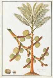 Sago Palm | Obraz na stenu
