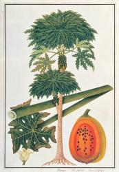 Papau or Caica Papaya | Obraz na stenu