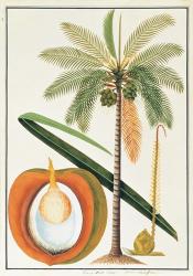 Kelapa or Coconut Palm | Obraz na stenu