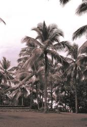 Coconut Grove, Serai | Obraz na stenu