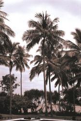 Coconut Grove, Candidasa | Obraz na stenu
