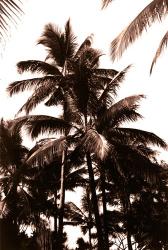 Sepia Palm 1 | Obraz na stenu