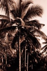 Sepia Palm 2 | Obraz na stenu