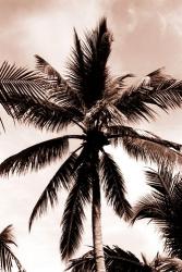 Sepia Palm 3 | Obraz na stenu