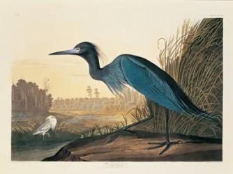Blue Crane or Heron Plate 307 | Obraz na stenu