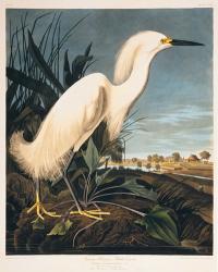 Snowy Heron or White Egret | Obraz na stenu