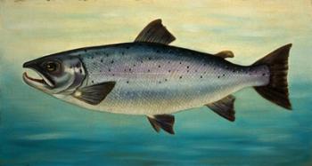 Atlantic Salmon | Obraz na stenu