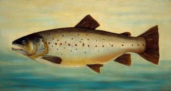 Brown Trout | Obraz na stenu