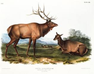 American Elk | Obraz na stenu