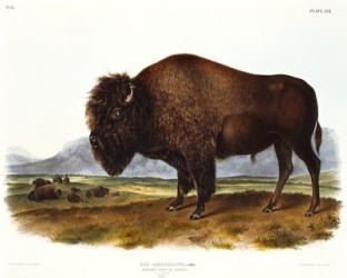 American Bison | Obraz na stenu