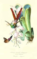 Hummingbird on Bromelaid | Obraz na stenu