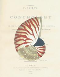Conchology Nautilus | Obraz na stenu