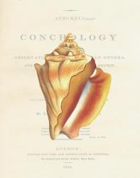 Conchology Strombus Pugilus | Obraz na stenu
