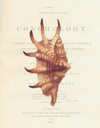 Conchology Strombus Lambis | Obraz na stenu