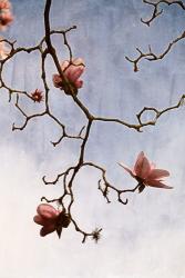 Tulip Magnolia 2 | Obraz na stenu