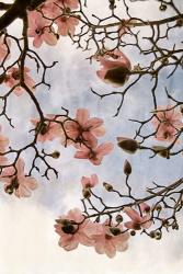 Tulip Magnolia 3 | Obraz na stenu