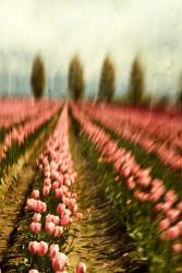 Tulip Field 1 | Obraz na stenu