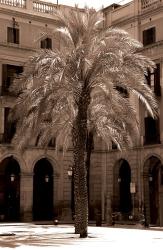 Palm Barcelona | Obraz na stenu