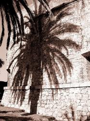 Antibes Palm | Obraz na stenu