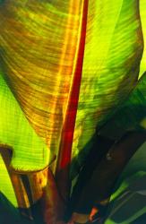 Tropical Leaf 3 | Obraz na stenu