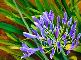 Agapanthus | Obraz na stenu